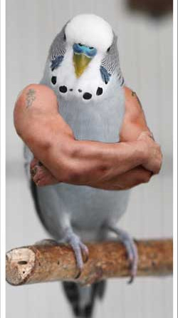 toughbird