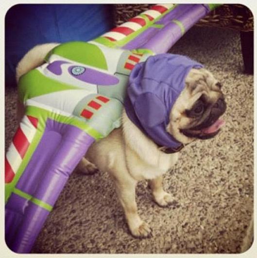 buzz-dog-costume