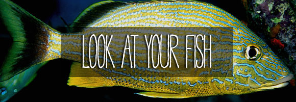 bible-stuff-look-at-your-fish